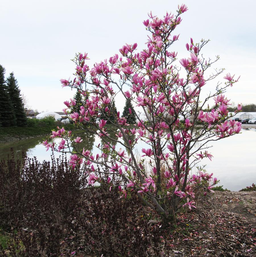 Ann Magnolia - LandscapeDirect