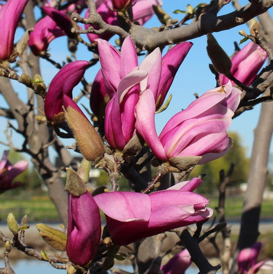 Ann Magnolia - LandscapeDirect