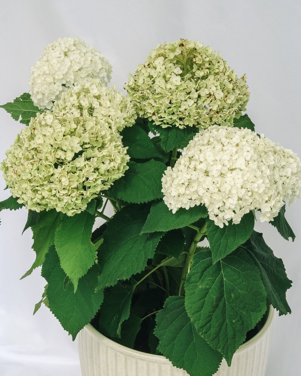 Annabelle Hydrangea - LandscapeDirect