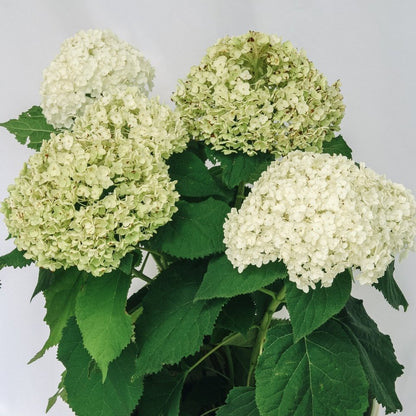 Annabelle Hydrangea - LandscapeDirect