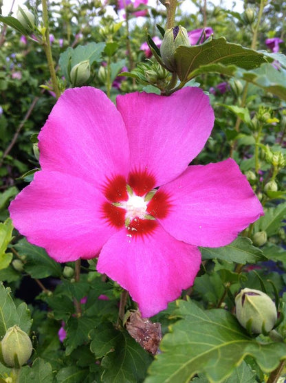 Aphrodite Rose of Sharon - LandscapeDirect