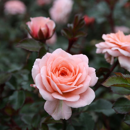 Apricot Drift Rose - LandscapeDirect