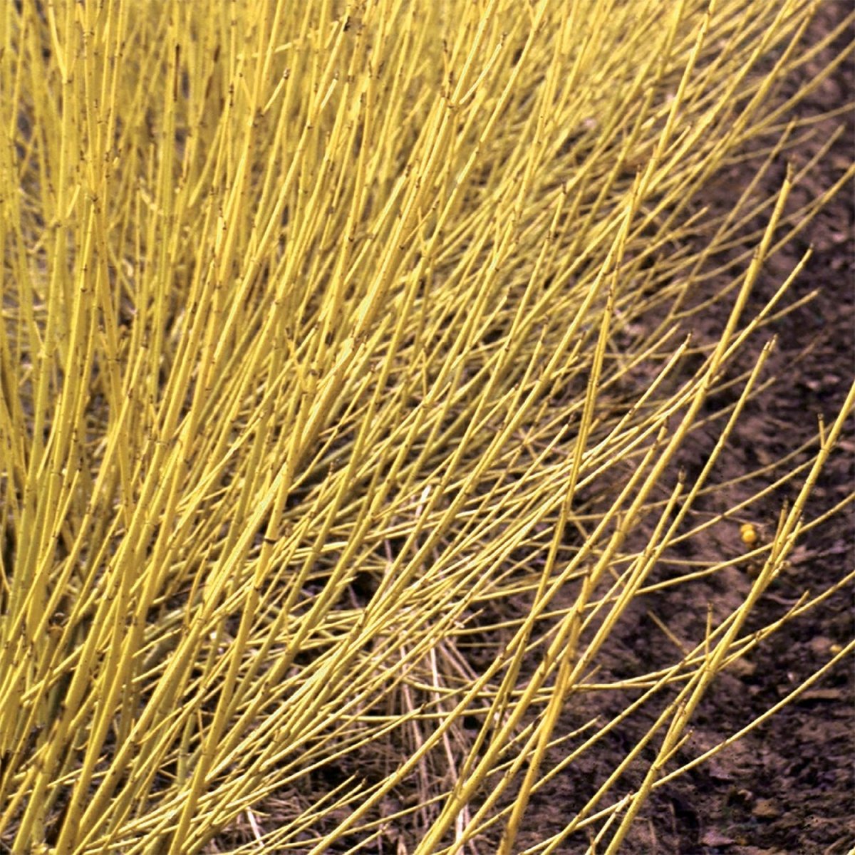 Arctic Fire Yellow Dogwood - LandscapeDirect