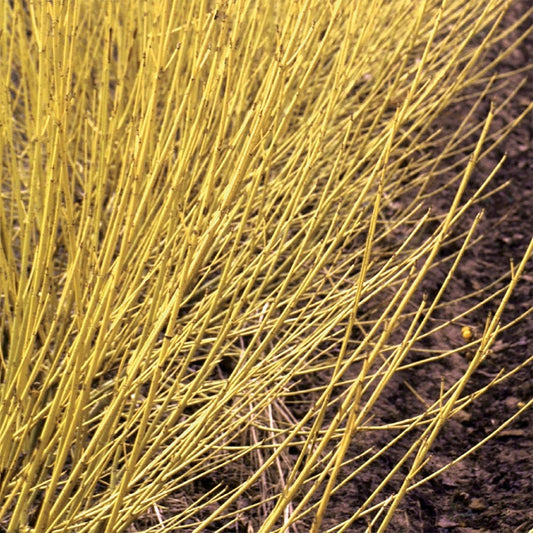 Arctic Fire Yellow Dogwood - LandscapeDirect