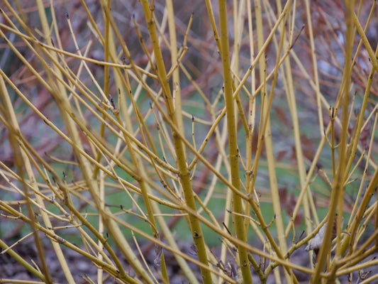 Arctic Fire Yellow Red Osier Dogwood - LandscapeDirect