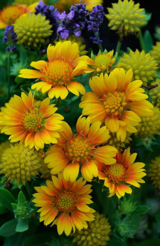 Arizona Apricot Blanket Flower - LandscapeDirect