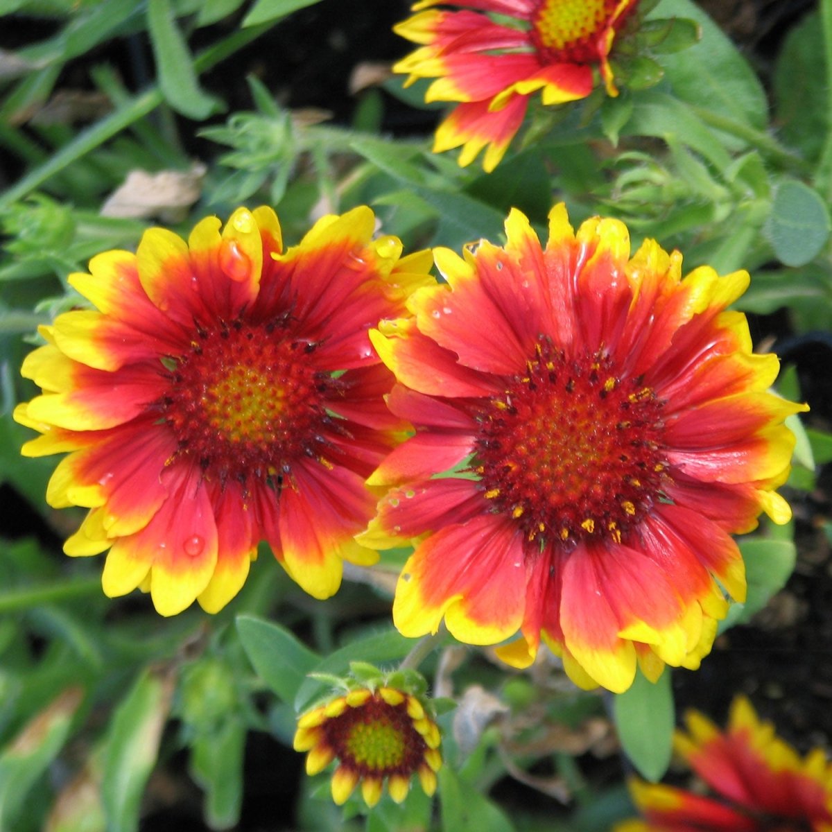 Arizona Sun Blanket Flower - LandscapeDirect