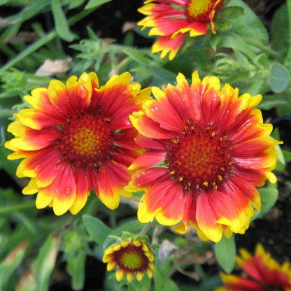 Arizona Sun Blanket Flower - LandscapeDirect