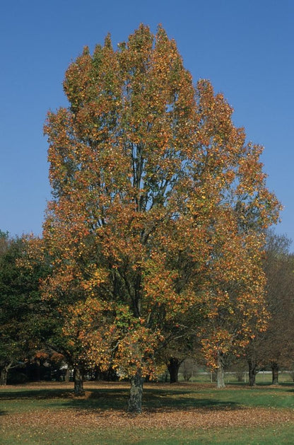 Armstrong Red Maple - LandscapeDirect