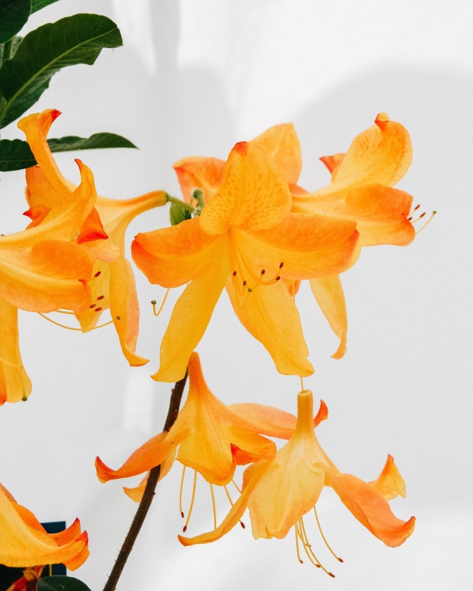 Arneson Gem Azalea - LandscapeDirect