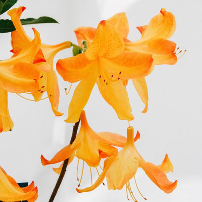 Arneson Gem Azalea - LandscapeDirect