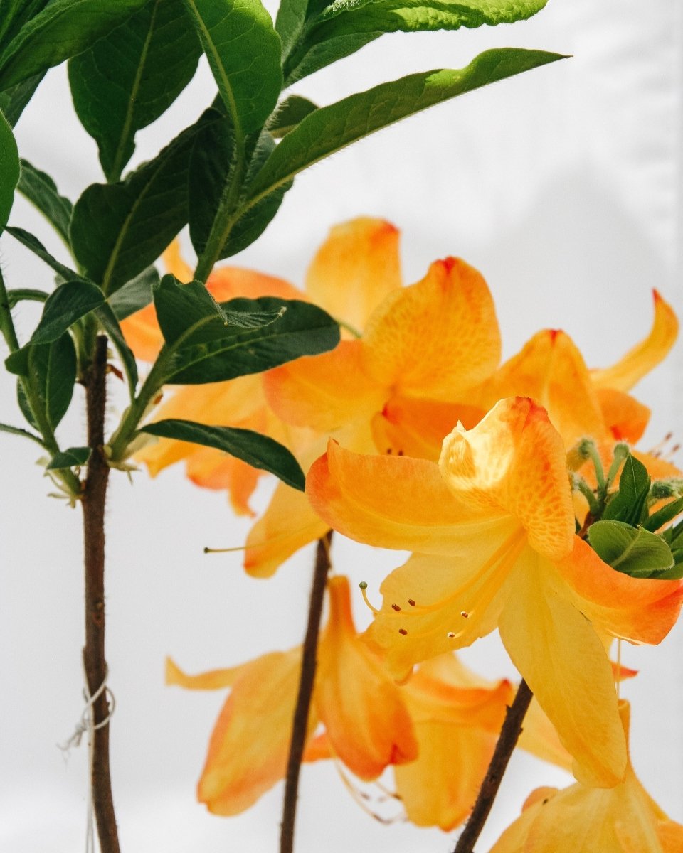 Arneson Gem Azalea - LandscapeDirect