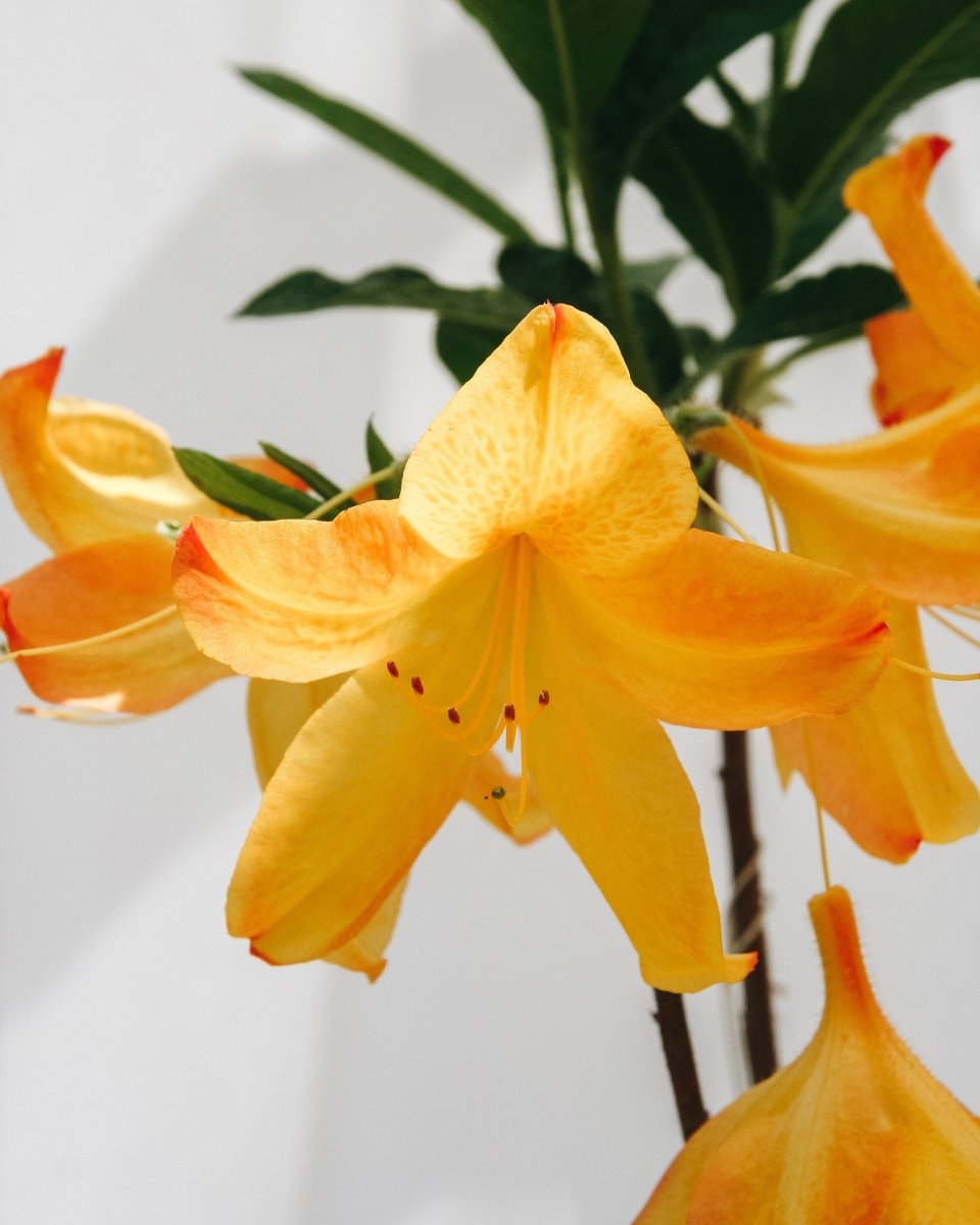 Arneson Gem Azalea - LandscapeDirect