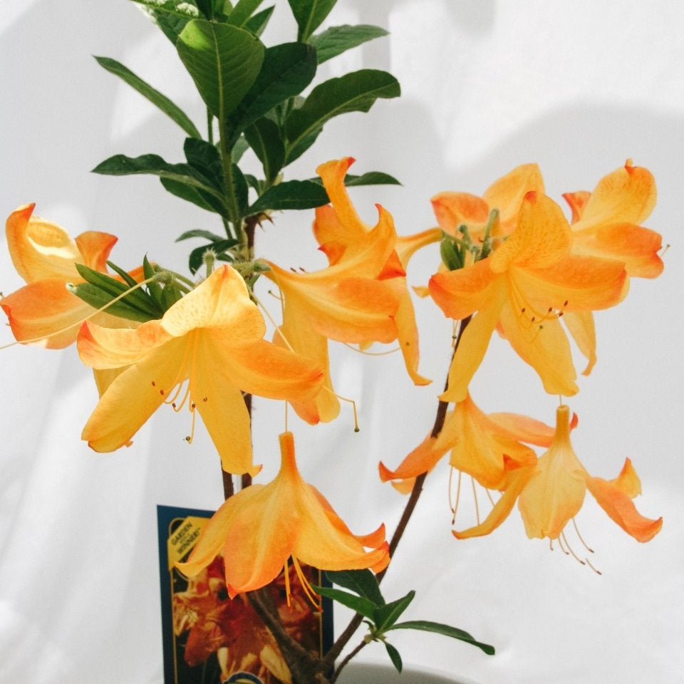 Arneson Gem Azalea - LandscapeDirect