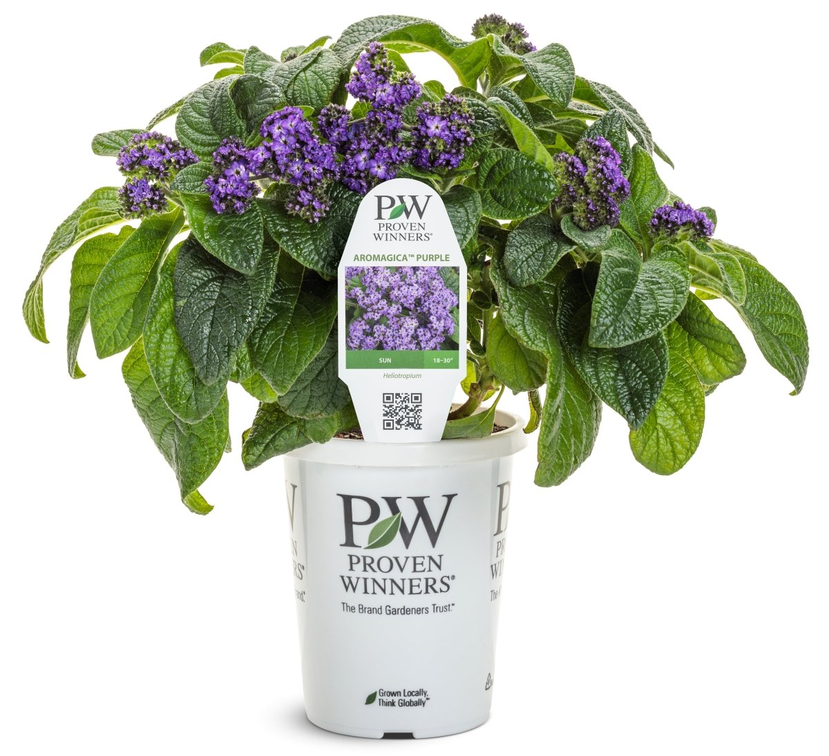 Aromagica Purple Heliotrope - LandscapeDirect