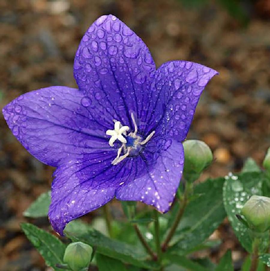 Astra Blue Balloon Flower - LandscapeDirect