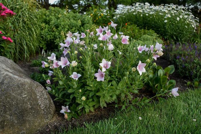 Astra Pink Balloon Flower - LandscapeDirect