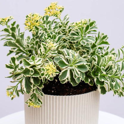 Atlantis Sedum - LandscapeDirect