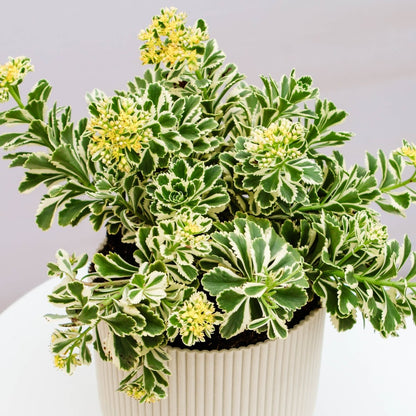 Atlantis Sedum - LandscapeDirect