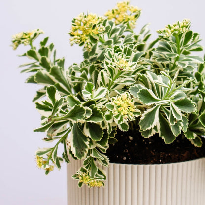 Atlantis Sedum - LandscapeDirect