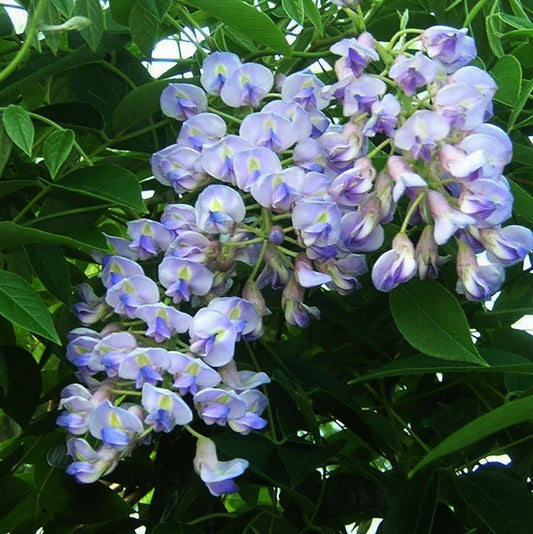 Aunt Dee Kentucky Wisteria - LandscapeDirect