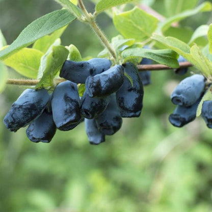 Aurora Honeyberry - LandscapeDirect