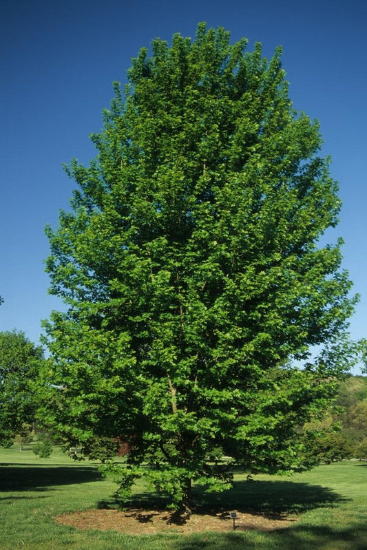 Autumn Blaze Freeman Maple - Clump - LandscapeDirect