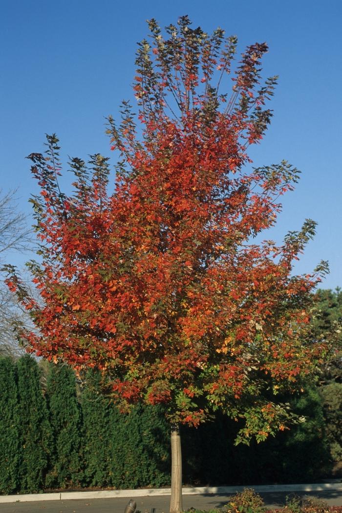 Autumn Blaze Freeman Maple - Clump - LandscapeDirect