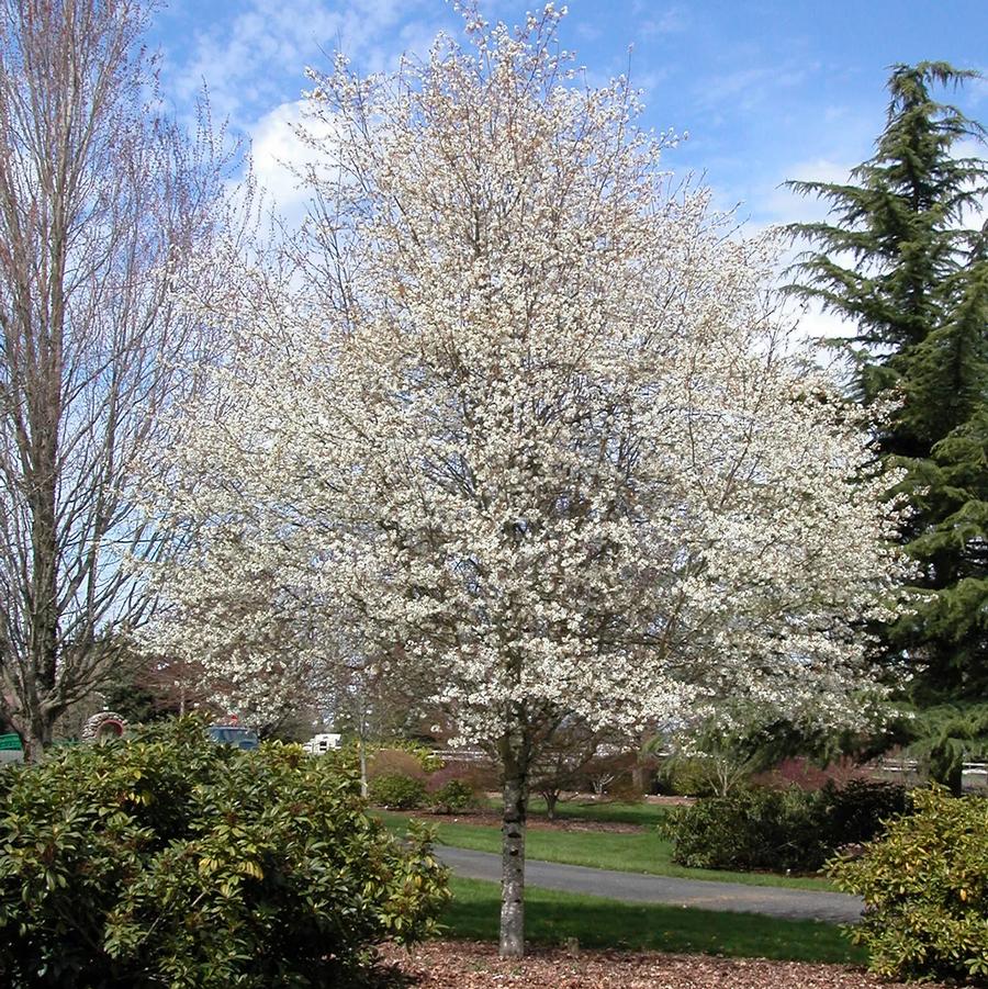 Autumn Brilliance Serviceberry - LandscapeDirect