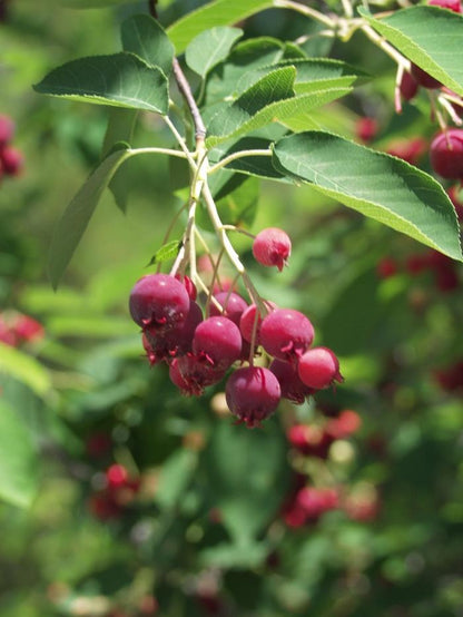 Autumn Brilliance Serviceberry (Clump) - LandscapeDirect