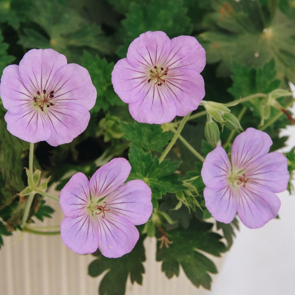 Azure Rush Cranesbill – LandscapeDirect
