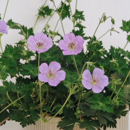 Azure Rush Cranesbill - LandscapeDirect
