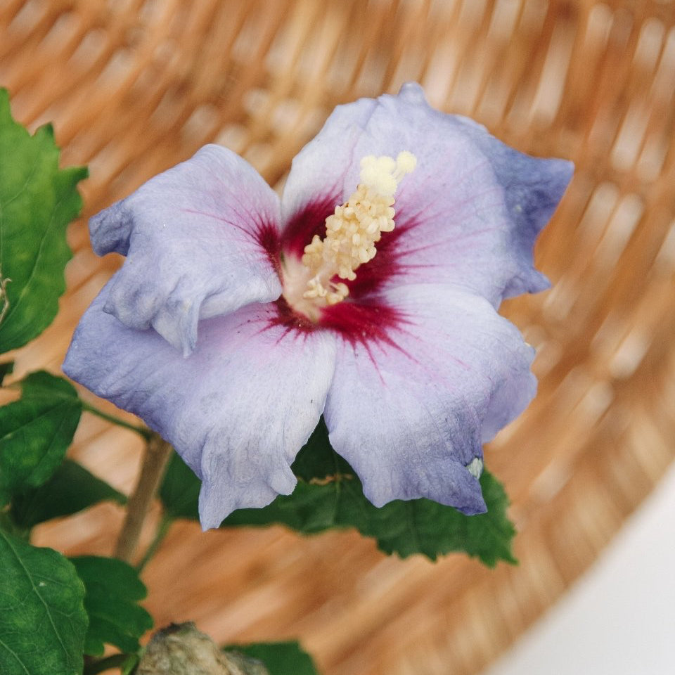 Azurri Blue Satin Rose of Sharon - LandscapeDirect