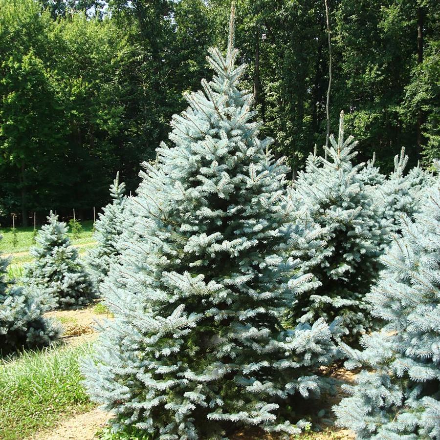 Baby Blue Colorado Spruce - LandscapeDirect