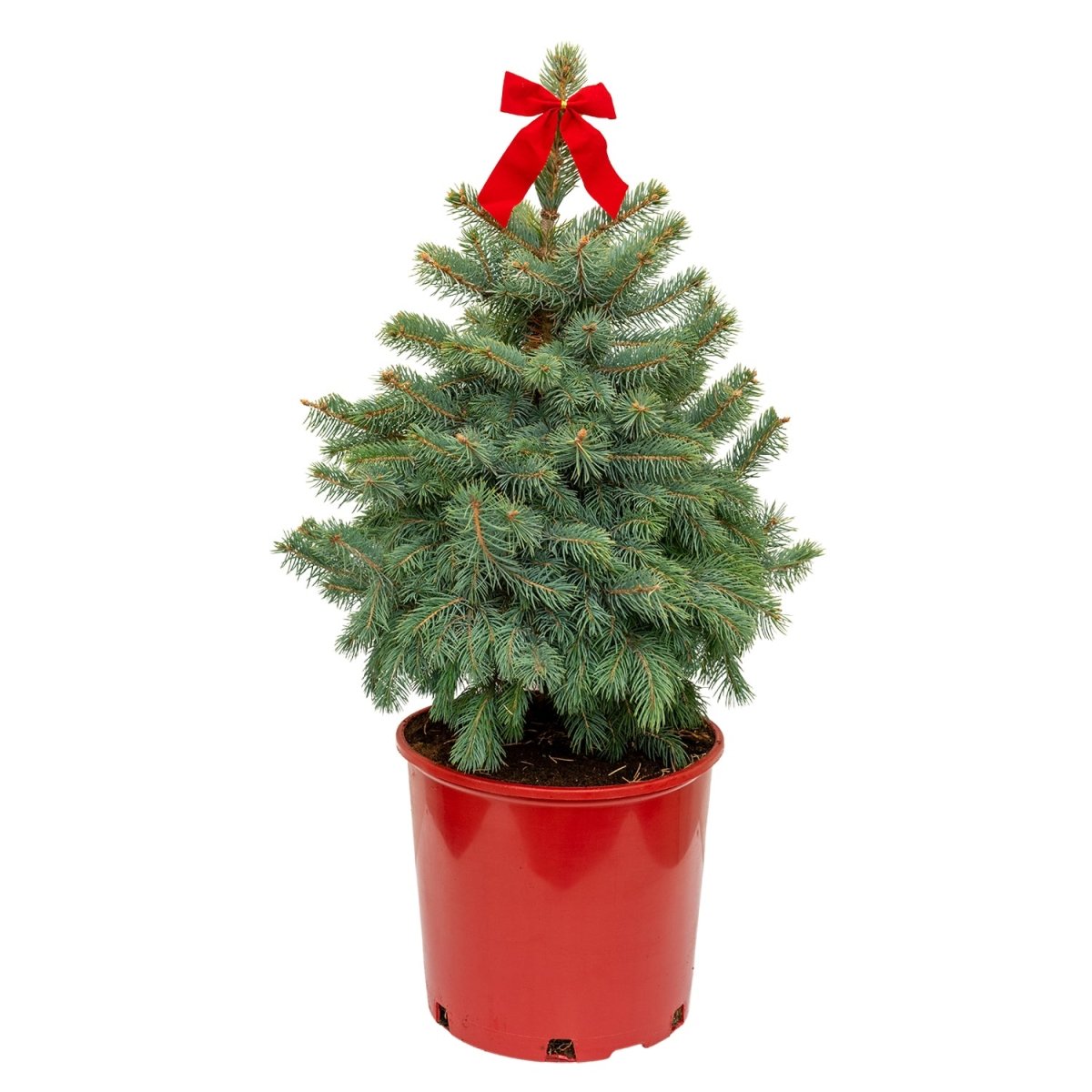 Baby Blue Colorado Spruce - Decorative Pot - LandscapeDirect