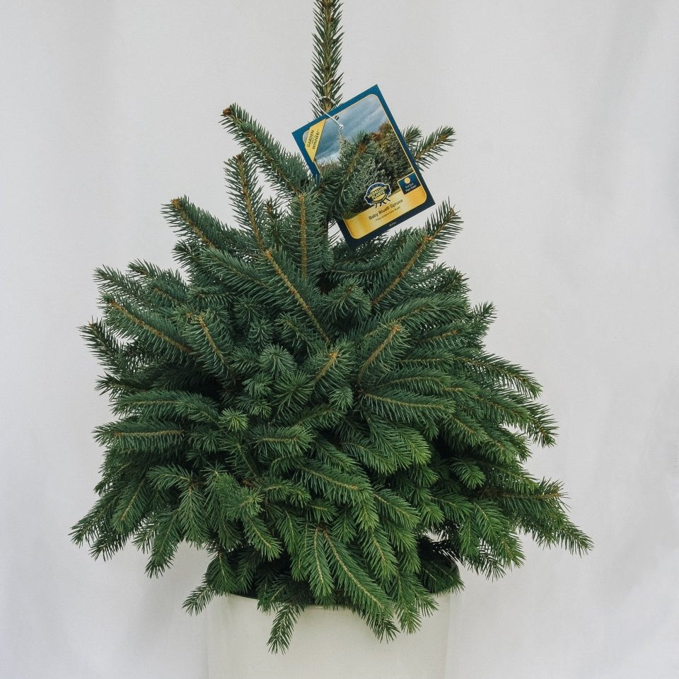 Baby Blue - Spruce - LandscapeDirect