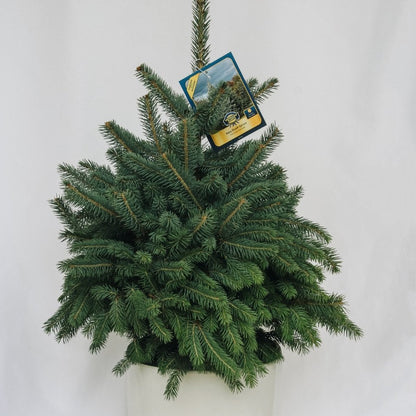 Baby Blue - Spruce - LandscapeDirect