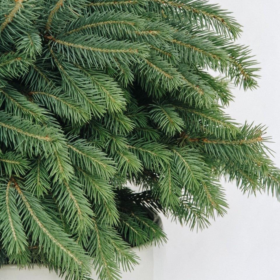 Baby Blue - Spruce - LandscapeDirect