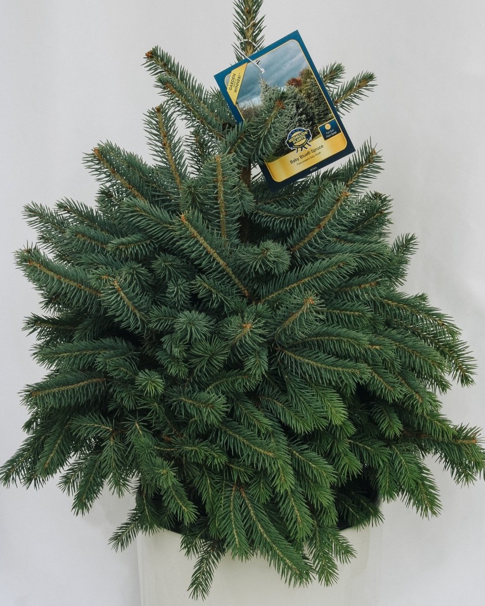 Baby Blue - Spruce - LandscapeDirect