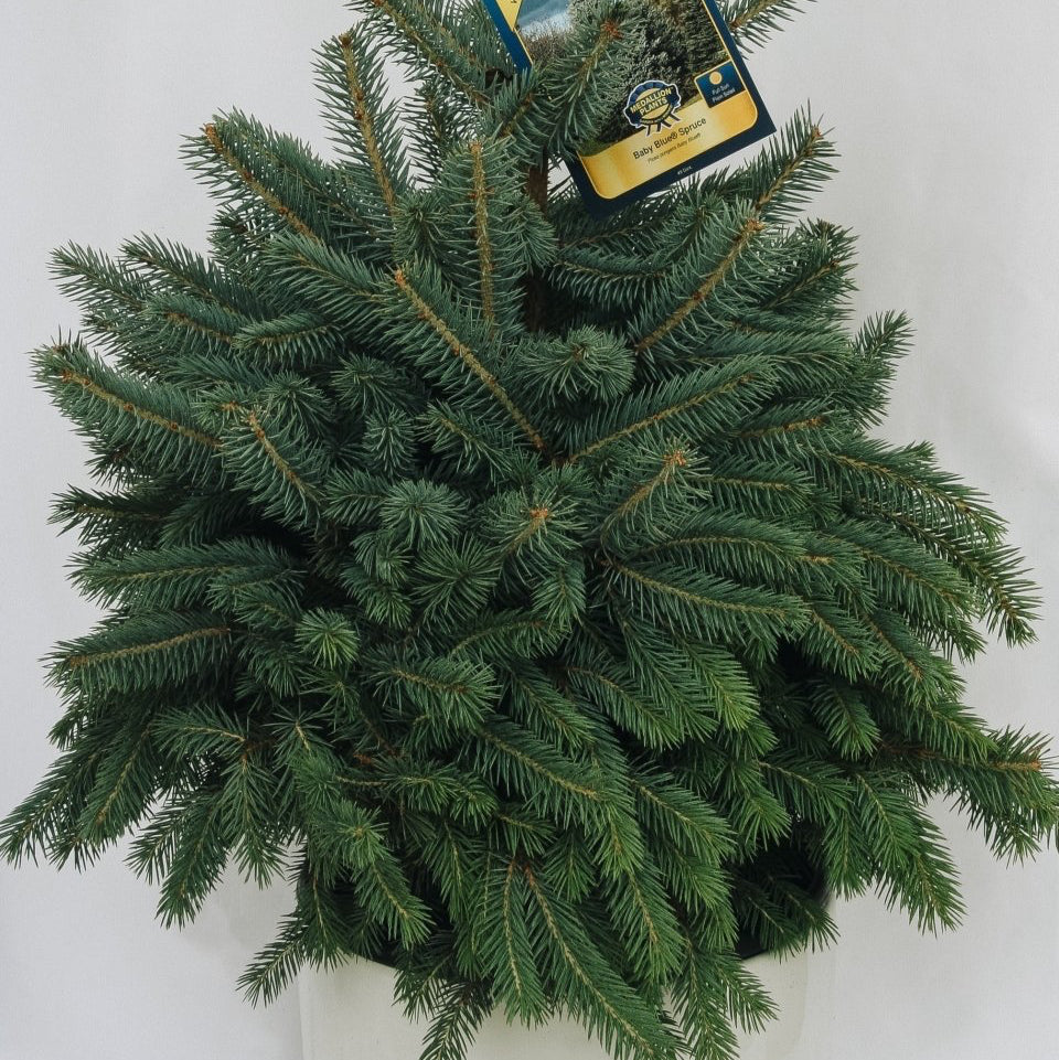 Baby Blue - Spruce - LandscapeDirect