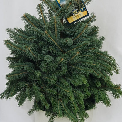 Baby Blue - Spruce - LandscapeDirect