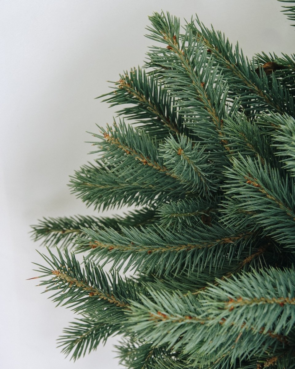Baby Blue - Spruce - LandscapeDirect