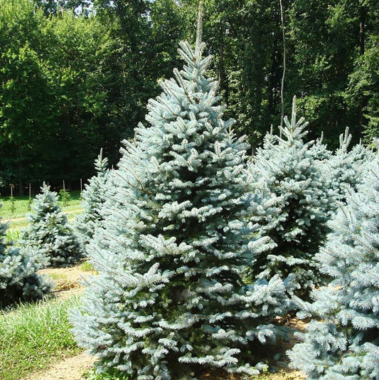 Baby Blue Eyes Colorado Spruce