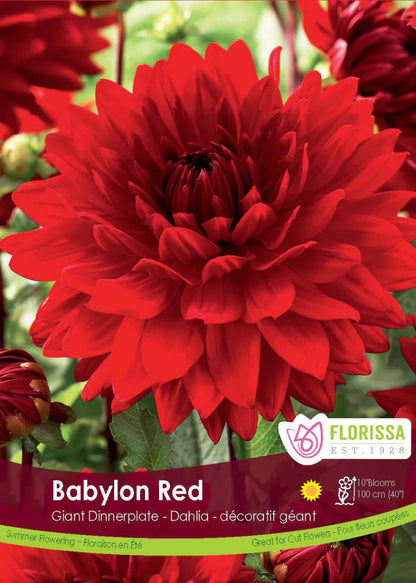 Babylon Red Dinnerplate Dahlia - LandscapeDirect