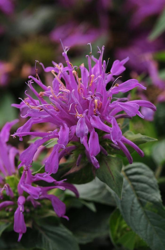 Balmy Lilac Bee Balm - LandscapeDirect
