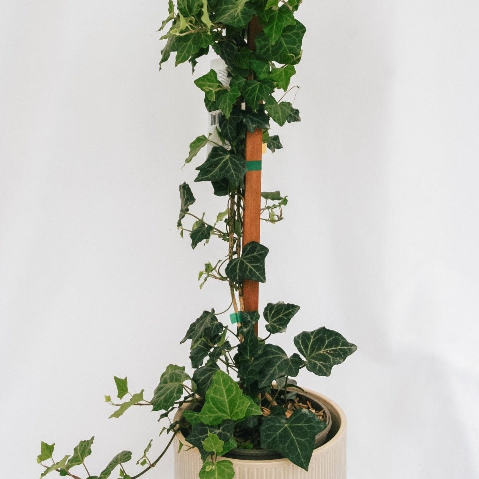 Baltic Ivy - LandscapeDirect