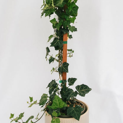 Baltic Ivy - LandscapeDirect