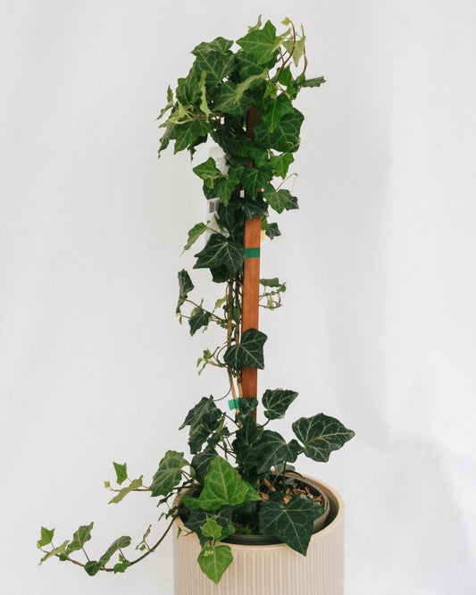 Baltic Ivy - LandscapeDirect