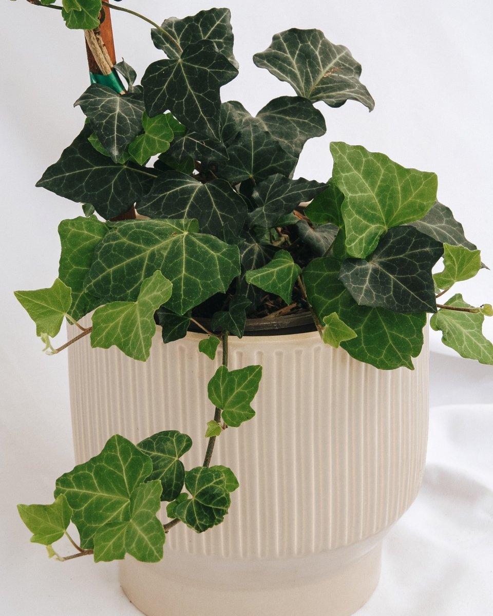 Baltic Ivy - LandscapeDirect