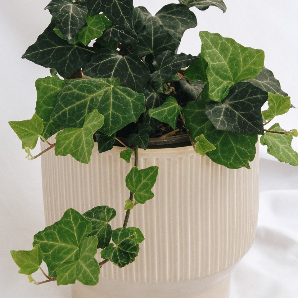Baltic Ivy - LandscapeDirect